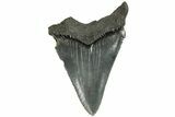 Serrated, 2.1" Chubutensis Tooth - Megalodon Ancestor - #202036-1